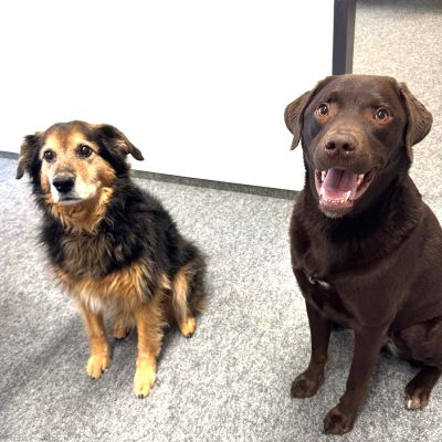 Bürohunde Sam und Benno nebeneinander